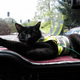 May 2015: Mr. Jinx enjoying the ride on the dash. Image via Jesse Dorsett